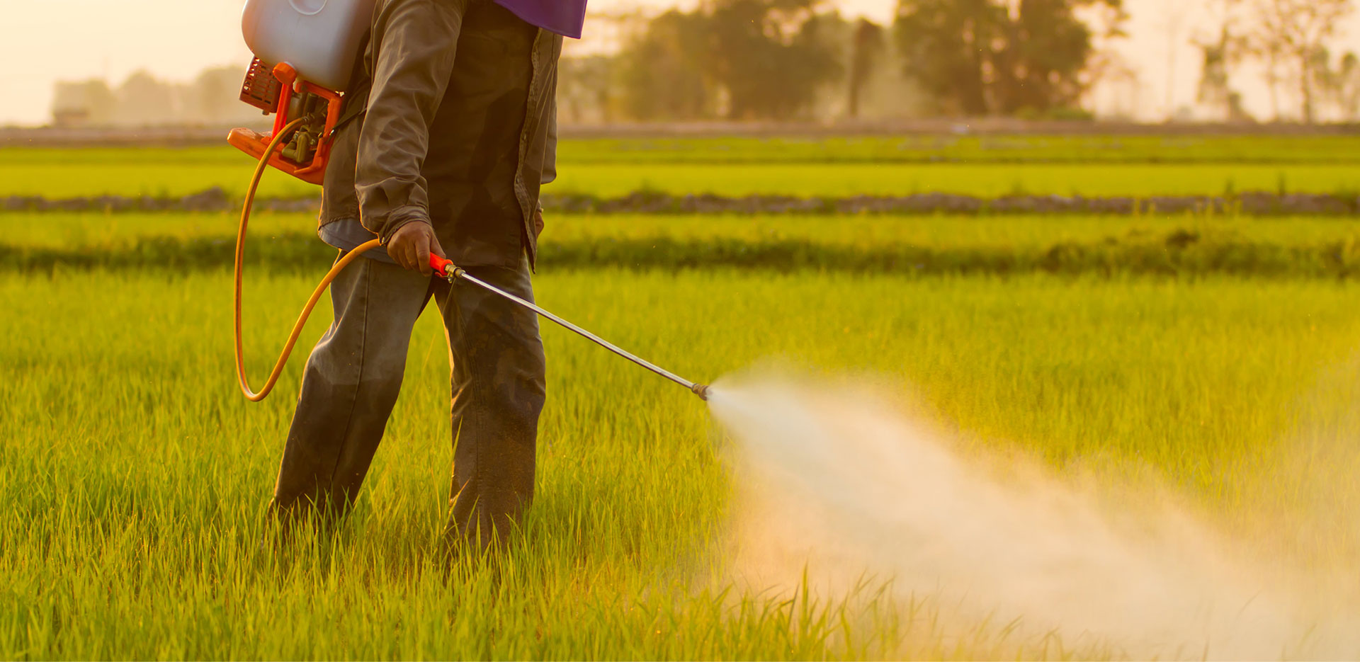 مكافحة الحشرات والقوارض باستخدام مبيدات مرخصة وآمنة